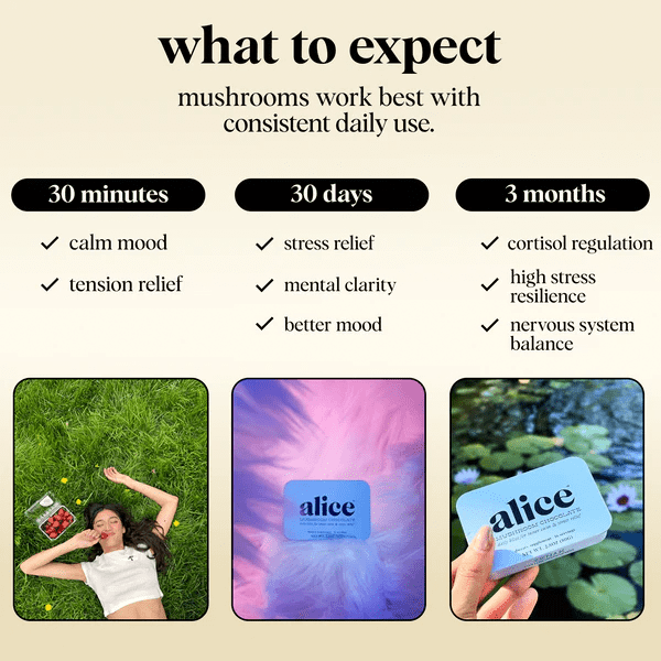 Alice Mushroom Chocolate - Zen - X - Aesthetics By Kell